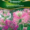 Spinnenblume Wasserspiel Mischung | Spinnenblumensamen Von Quedlinburger -Deutschland Wiesen Pracht Verkaufs-Shop 532181 Spinnenblume Wasserspiel Mischung von Quedl
