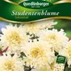 Studentenblumen Schneeball | Studentenblumensamen Von Quedlinburger -Deutschland Wiesen Pracht Verkaufs-Shop 532194 Studentenblumen Schneeball von Quedlinburge