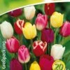 Triumph Tulpe Prachtmischung (18 Stück) | Triumph-Tulpen Von Quedlinburger -Deutschland Wiesen Pracht Verkaufs-Shop 533094 Triumph Tulpe Prachtmischung 20 Stueck 308372 qb 0