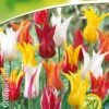 Lilienblütige Tulpe Prachtmischung (18 Stück) | Tulpenzwiebeln Von Quedlinburger -Deutschland Wiesen Pracht Verkaufs-Shop 533095 Lilienbluetige Tulpe Prachtmischung 20 Stueck 308374 qb 0