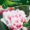 Tulpe Queensland (7 Stück) | Tulpenzwiebeln Von Quedlinburger -Deutschland Wiesen Pracht Verkaufs-Shop 533112 Tulpe Queensland 7 Stueck 309936 qb 0