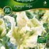 Papagei Tulpe Super Parrot (10 Stück) | Papagei-Tulpen Von Quedlinburger -Deutschland Wiesen Pracht Verkaufs-Shop 533121 Papagei Tulpe Super Parrot 10 Stueck 309966 qb 0