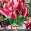 Tulpe Flaming Club (7 Stück) | Mehrblütige Tulpen Von Sperli 2 Tulpe Flaming Club (7 Stück) | Mehrblütige Tulpen Von Sperli -Deutschland Wiesen Pracht Verkaufs-Shop 533194 Tulpe Flaming Club 7 Stueck 452020 0