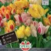 Tulpe Candy Club Mix (7 Stück) | Tulpenmischung Von Sperli 1 Tulpe Candy Club Mix (7 Stück) | Tulpenmischung Von Sperli -Deutschland Wiesen Pracht Verkaufs-Shop 533195 Tulpe Candy Club Mix 7 Stueck 452082 0