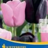 Einfache Späte Tulpe Candy Friends (8 Stück) | Tulpenzwiebeln Von Kiepenkerl -Deutschland Wiesen Pracht Verkaufs-Shop 533514 Einfache spaete Tulpe Candy Friends 8 Stueck 506091 0