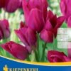 Mehrblütige Tulpe Night Club (7 Stück) | Tulpenzwiebeln Von Kiepenkerl -Deutschland Wiesen Pracht Verkaufs-Shop 533519 Mehrbluetige Tulpe Night Club 7 Stueck 501270 0