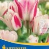 Mehrblütige Tulpe Candy Club (7 Stück) | Tulpenzwiebeln Von Kiepenkerl -Deutschland Wiesen Pracht Verkaufs-Shop 533521 Mehrbluetige Tulpe Candy Club 7 Stueck 501362 0