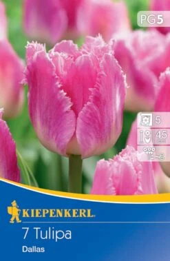 Gefranste Tulpe Dallas (7 Stück) | Tulpenzwiebeln Von Kiepenkerl -Deutschland Wiesen Pracht Verkaufs-Shop 533525 Gefranste Tulpe Dallas 7 Stueck 503564 0
