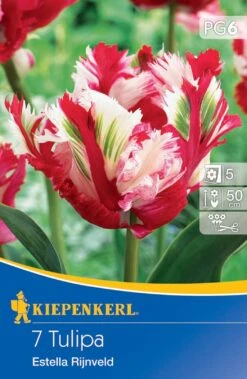 Papagei Tulpe Estella Rijnveld (7 Stück) | Tulpenzwiebeln Von Kiepenkerl -Deutschland Wiesen Pracht Verkaufs-Shop 533569 Papagei Tulpe Estella Rijnveld 7 Stueck 501775 0
