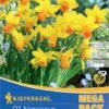 Mega-Pack Narzisse Jetfire (21 Stück) | Narzissenzwiebeln Von Kiepenkerl 2 Mega-Pack Narzisse Jetfire (21 Stück) | Narzissenzwiebeln Von Kiepenkerl -Deutschland Wiesen Pracht Verkaufs-Shop 533576 Mega Pack Narzisse Jetfire 21 Stueck 505872 0