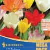Mega-Pack Fosteriana-Tulpe Mischung (17 Stück) | Tulpenzwiebeln Von Kiepenkerl -Deutschland Wiesen Pracht Verkaufs-Shop 533579 Mega Pack Fosteriana Tulpe Mischung 17 Stueck 508750 0