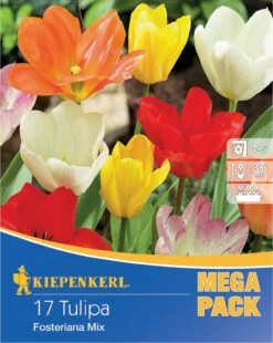 Mega-Pack Fosteriana-Tulpe Mischung (17 Stück) | Tulpenzwiebeln Von Kiepenkerl