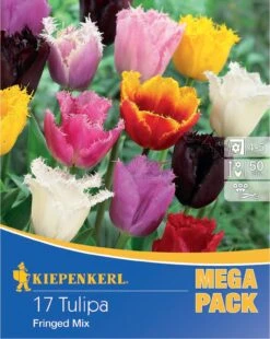 Mega-Pack Gefranste Tulpe Mischung (17 Stück) | Tulpenzwiebeln Von Kiepenkerl -Deutschland Wiesen Pracht Verkaufs-Shop 533585 Mega Pack Gefranste Tulpe Mischung 17 Stueck 598713 0