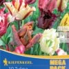 Mega-Pack Papagei Tulpe Papageien Mischung (12 Stück) | Tulpenzwiebeln Von Kiepenkerl -Deutschland Wiesen Pracht Verkaufs-Shop 533587 Mega Pack Papagei Tulpe Papageien Mischung 12 Stueck 598751 0