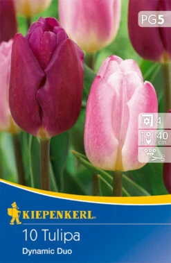 Triumph-Tulpe Dynamic Duo (10 Stück) | Tulpenzwiebeln Von Kiepenkerl -Deutschland Wiesen Pracht Verkaufs-Shop 533593 Triumph Tulpe Dynamic Duo 10 Stueck 506114 0