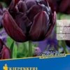 Gefüllte Späte Tulpe Black Hero (7 Stück) | Tulpenzwiebeln Von Kiepenkerl -Deutschland Wiesen Pracht Verkaufs-Shop 533598 Gefuellte spaete Tulpe Black Hero 7 Stueck 500747 0