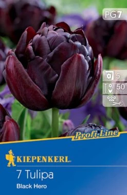 Gefüllte Späte Tulpe Black Hero (7 Stück) | Tulpenzwiebeln Von Kiepenkerl
