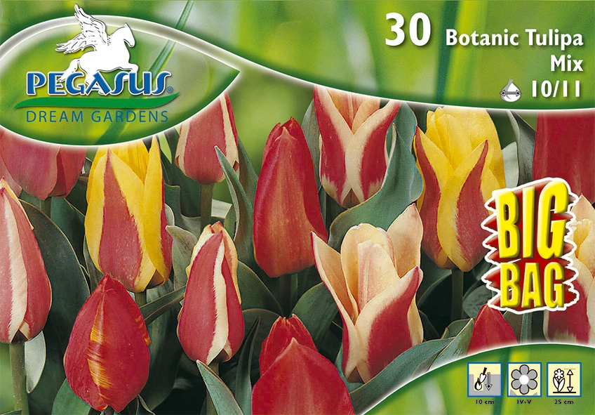 Tulpe Botanic Mix (30 Stück) | Tulpenzwiebeln Von Pegasus 4 Tulpe Botanic Mix (30 Stück) | Tulpenzwiebeln Von Pegasus – Bild 2