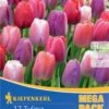 Mega-Pack Darwin-Hybrid-Tulpe Big Pride Mischung (17 Stück) | Tulpenzwiebeln Von Kiepenkerl -Deutschland Wiesen Pracht Verkaufs-Shop 533649 Mega Pack Darwin Hybrid Tulpe Big Pride Mischung 17 Stueck 508552 0