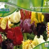 Papageien Tulpe Mischung (25 Stück) | Tulpenzwiebeln Von Pegasus -Deutschland Wiesen Pracht Verkaufs-Shop 533652 Papageien Tulpe Mischung 25 Stueck 595323 0