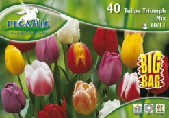 Triumph Tulpe Mix Big Bag (40 Stück) | Tulpenzwiebeln Von Pegasus -Deutschland Wiesen Pracht Verkaufs-Shop 533658 Triumph Tulpe Mix Big Bag 40 Stueck 595279 0