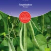 Feuerbohne Emergo| BIO Bohnensamen Von De Bolster [MHD 12/2023] -Deutschland Wiesen Pracht Verkaufs-Shop 534887 BIO Feuerbohne Emergo 11200 db 0