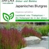Japanisches Blutgras | Gräsersamen Von Saflax 1 Japanisches Blutgras | Gräsersamen Von Saflax -Deutschland Wiesen Pracht Verkaufs-Shop 535598 Japanisches Blutgras 13307 sa 0