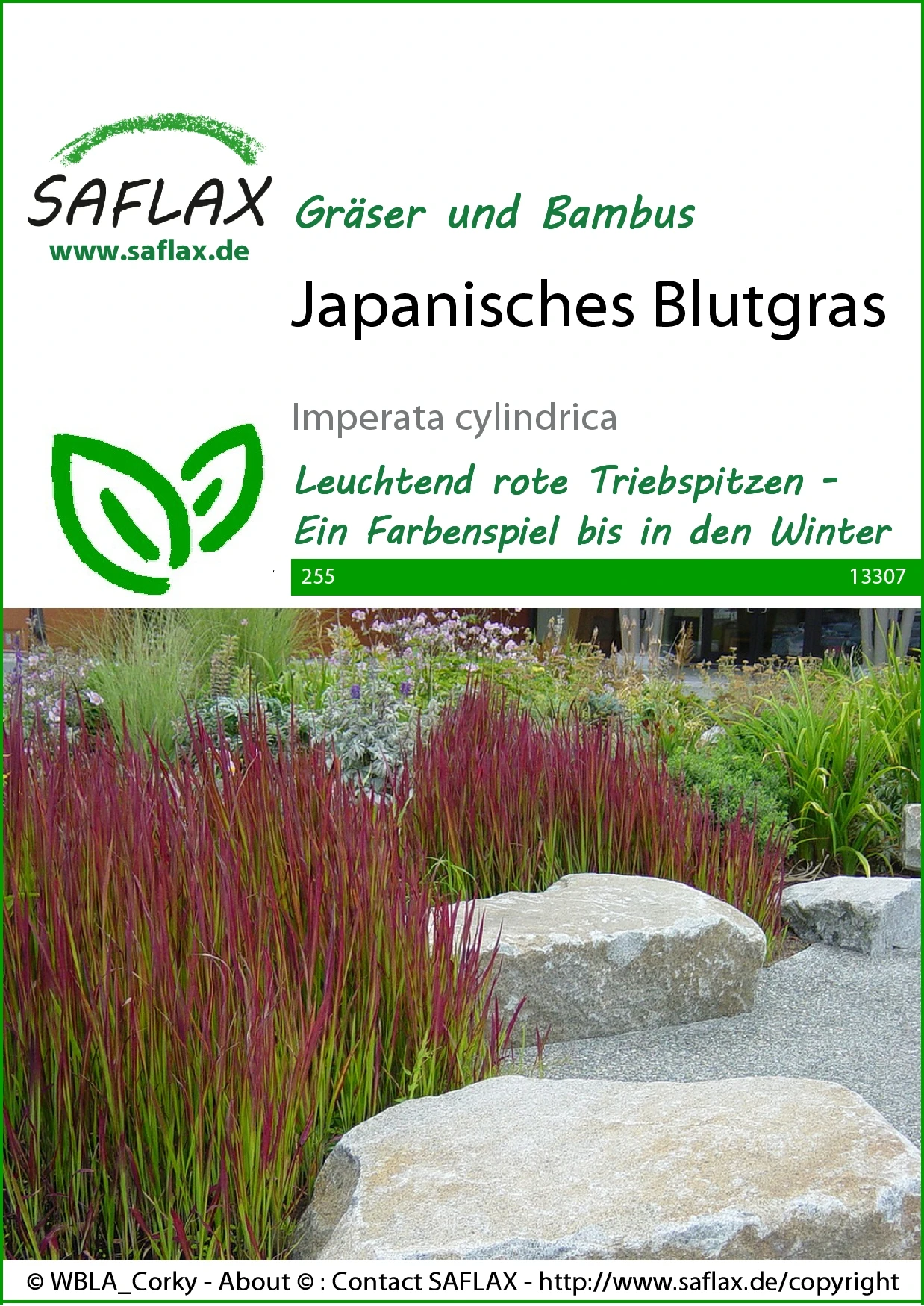 Japanisches Blutgras | Gräsersamen Von Saflax 3 Japanisches Blutgras | Gräsersamen Von Saflax