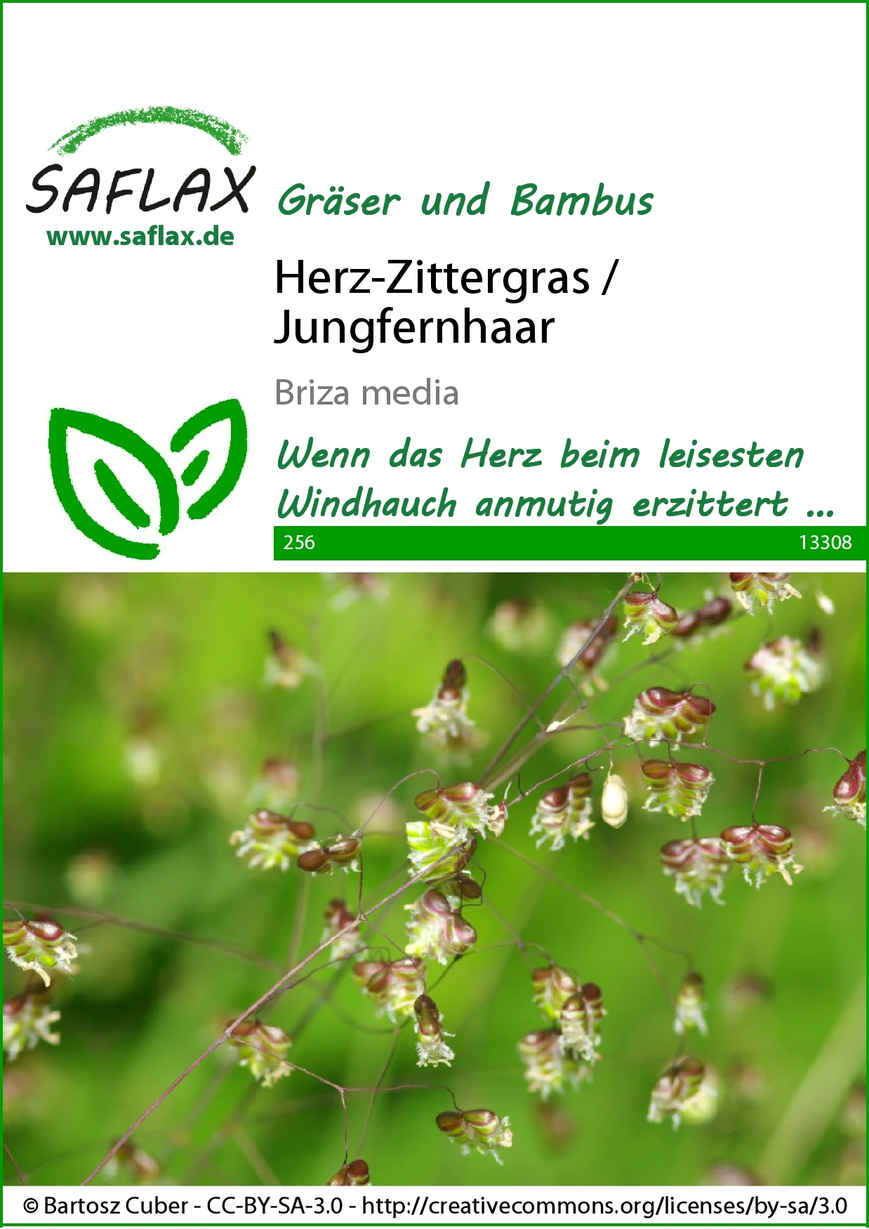 Herz-Zittergras / Jungfernhaar | Gräsersamen Von Saflax 4 Herz-Zittergras / Jungfernhaar | Gräsersamen Von Saflax – Bild 2