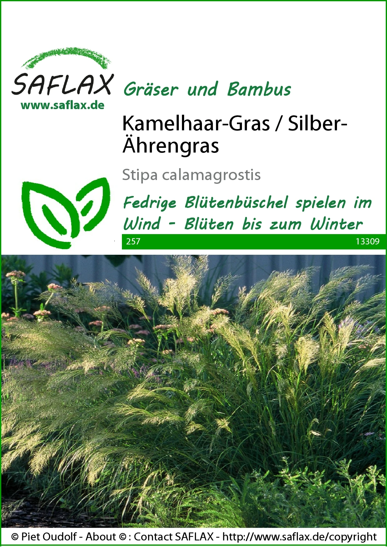 Kamelhaar-Gras / Silber-Ährengras | Gräsersamen Von Saflax 3 Kamelhaar-Gras / Silber-Ährengras | Gräsersamen Von Saflax