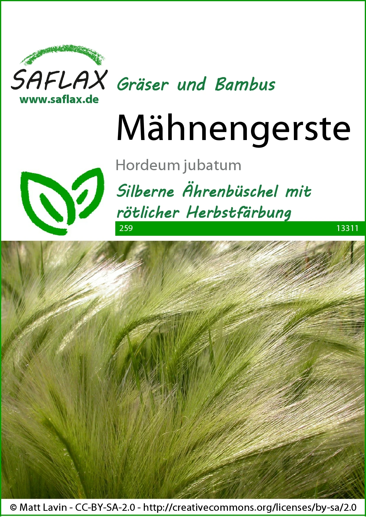 Mähnengerste | Gräsersamen Von Saflax 3 Mähnengerste | Gräsersamen Von Saflax