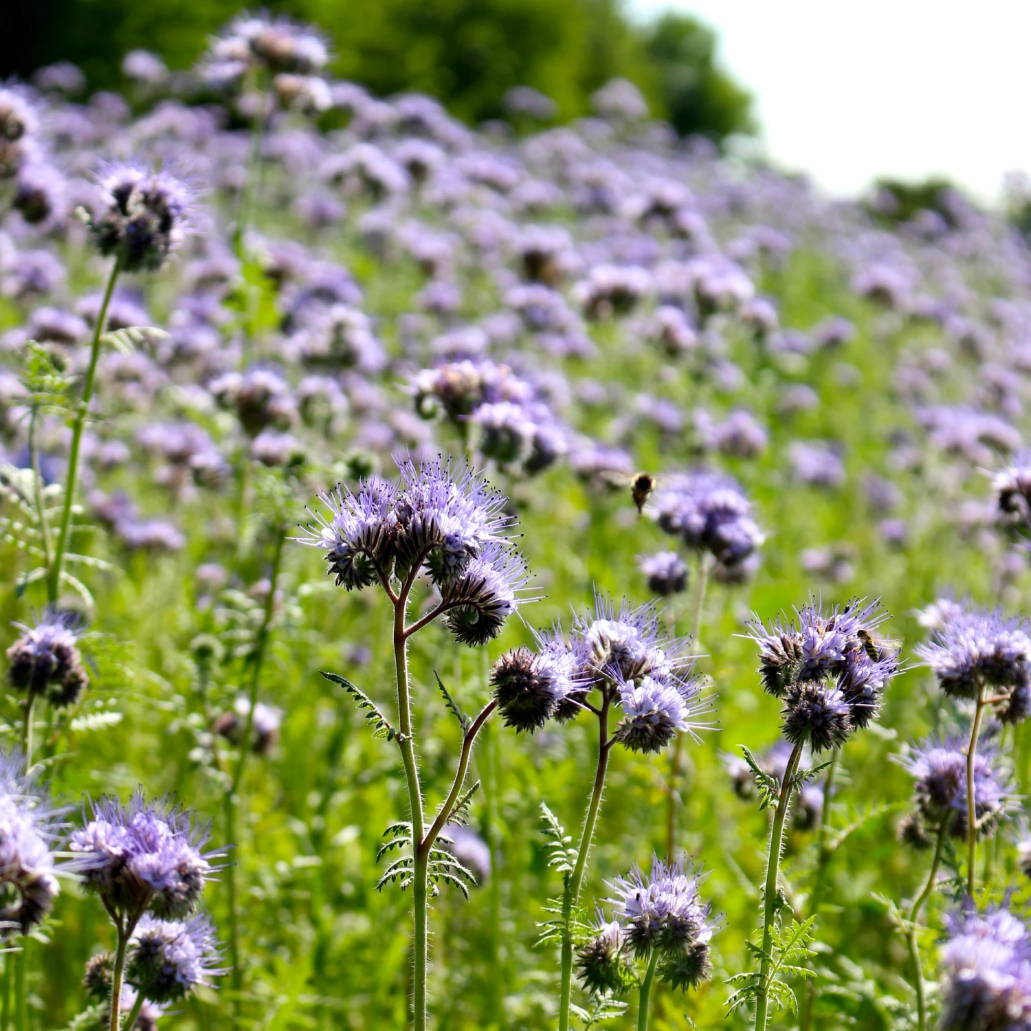 Phacelia | BIO Phaceliasamen Von Reinsaat 3 Phacelia | BIO Phaceliasamen Von Reinsaat