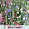 Franziskus Mischung (100 G) | Insektenwiese Von Küpper -Deutschland Wiesen Pracht Verkaufs-Shop 537917 Franziskus Mischung 100 g