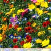 Blumenwiese Werratal (1 Kg) | Insektenwiese Von Küpper -Deutschland Wiesen Pracht Verkaufs-Shop 537926 Werratal 1 kg