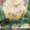 Tulpe Danceline (5 Stück) | Tulpenzwiebeln Von Sperli -Deutschland Wiesen Pracht Verkaufs-Shop 537954 Tulpe Danceline 5 Stueck 453249 0
