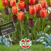 Tulpe Halloween (14 Stück) | Triumph-Tulpen Von Sperli 2 Tulpe Halloween (14 Stück) | Triumph-Tulpen Von Sperli -Deutschland Wiesen Pracht Verkaufs-Shop 538013 Tulpe Halloween 14 Stueck 464177 0