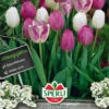 Tulpenmischung Violet Charme (18 Stück) | Tulpenmischung Von Sperli -Deutschland Wiesen Pracht Verkaufs-Shop 538015 Tulpenmischung Violet Charme 18 Stueck 464535 0