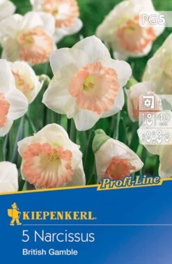 Deutschland Wiesen Pracht Verkaufs-Shop -Deutschland Wiesen Pracht Verkaufs-Shop 538115 Narzisse British Gamble 5 Stueck 505339 0