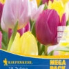 Mega-Pack Einfache Frühe Tulpe Princen Mischung (15 Stück) | Tulpenzwiebeln Von Kiepenkerl -Deutschland Wiesen Pracht Verkaufs-Shop 538135 Mega Pack Einfache fruehe Tulpe Princen Mischung 15 Stueck 508101 0