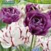 Tulpe Carnaval De Nice &amp; Blue Diamond (10 Stück) | Tulpenzwiebeln Von Pegasus -Deutschland Wiesen Pracht Verkaufs-Shop 538226 Tulpe Carnaval de Nice und Blue Diamond 10 Stueck 599079 0