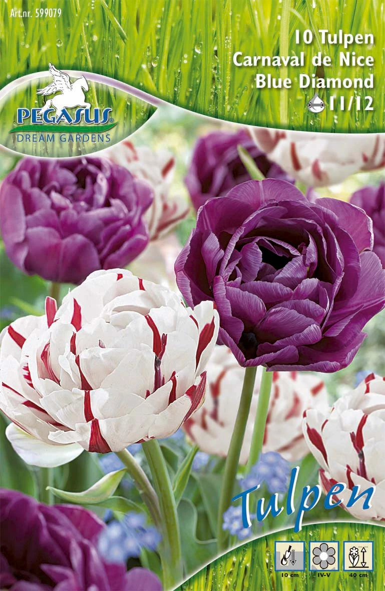 Tulpe Carnaval De Nice & Blue Diamond (10 Stück) | Tulpenzwiebeln Von Pegasus 3 Tulpe Carnaval De Nice & Blue Diamond (10 Stück) | Tulpenzwiebeln Von Pegasus