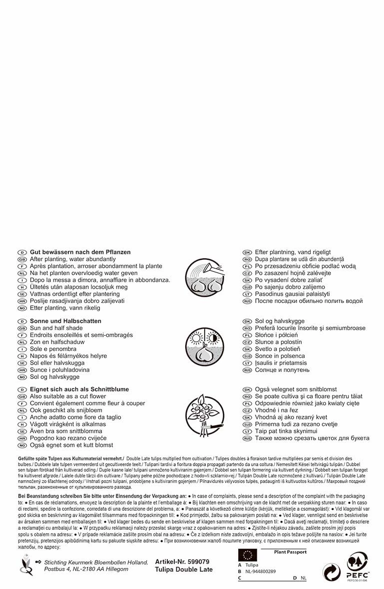 Tulpe Carnaval De Nice & Blue Diamond (10 Stück) | Tulpenzwiebeln Von Pegasus 4 Tulpe Carnaval De Nice & Blue Diamond (10 Stück) | Tulpenzwiebeln Von Pegasus – Bild 2