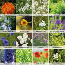 Wildbienen - Weide Im 1 L Eimer | Bienenwiese Von N.L. Chrestensen -Deutschland Wiesen Pracht Verkaufs-Shop 540519 Wildbienen Weide im 1 l Eimer 1