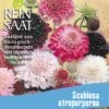 Witwenblume | BIO Wildblumensamen Von Reinsaat -Deutschland Wiesen Pracht Verkaufs-Shop 540547 BIO Witwenblume B71 rs 0
