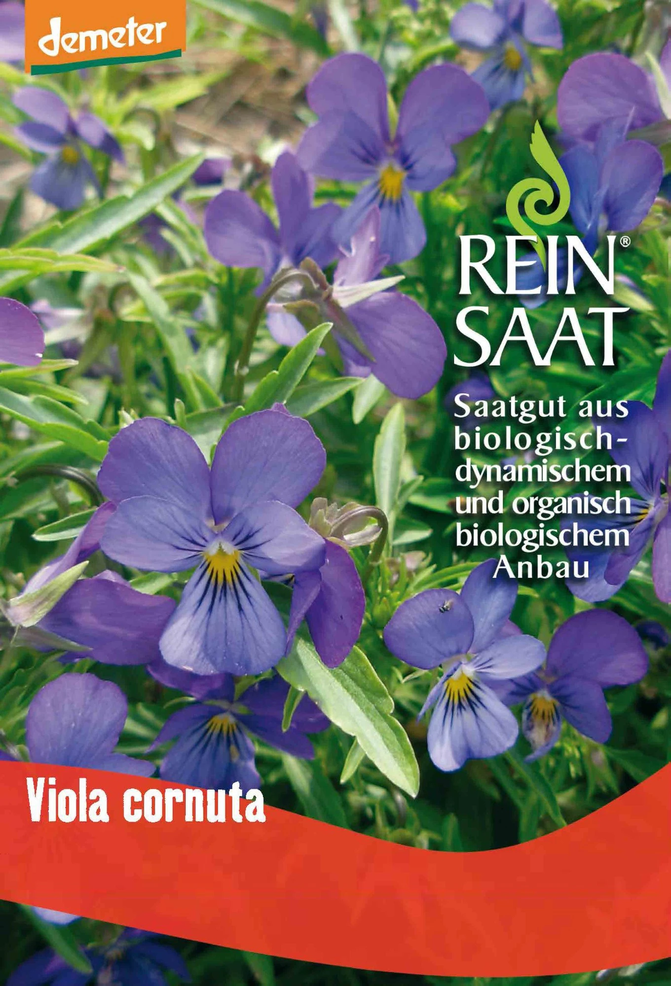 Hornveilchen | BIO Hornveilchensamen Von Reinsaat 3 Hornveilchen | BIO Hornveilchensamen Von Reinsaat