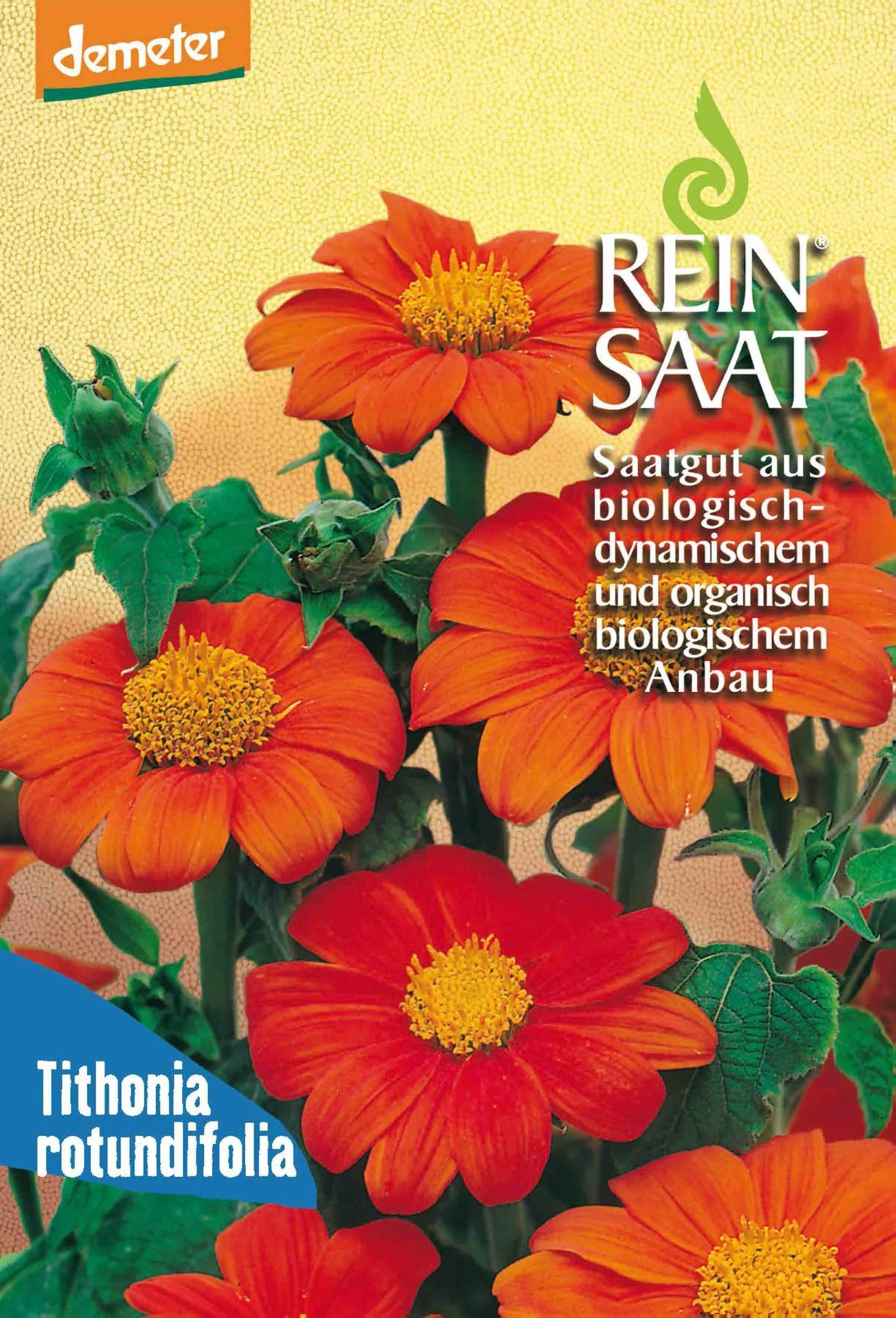 Mexikanische Sonnenblume | BIO Sonnenblumensamen Von Reinsaat 3 Mexikanische Sonnenblume | BIO Sonnenblumensamen Von Reinsaat