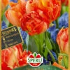 Tulpe Monte Orange (7 Stück) | Tulpenzwiebeln Von Sperli -Deutschland Wiesen Pracht Verkaufs-Shop 540703 Tulpe Monte Orange 7 Stueck 451085 0