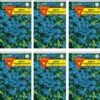 Vergissmeinnicht 10er Pack | Vergissmeinnichtsamen Von Frankonia Samen 1 Vergissmeinnicht 10er Pack | Vergissmeinnichtsamen Von Frankonia Samen -Deutschland Wiesen Pracht Verkaufs-Shop 540822 Vergissmeinnicht 10er Pack