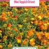 Blumenwiese Mini-Teppich Orient (100 G) | Blumensamen Von Bertrand -Deutschland Wiesen Pracht Verkaufs-Shop 540952 Blumenwiese Mini Teppich Orient 100 g