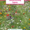 Blumenwiese Sommermischung Express (100 G) | Blumensamen Von Bertrand -Deutschland Wiesen Pracht Verkaufs-Shop 540956 Blumenwiese Sommermischung Express 100 g